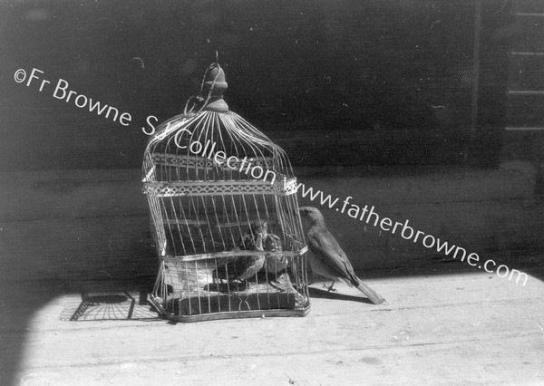 THRUSHES IN CAGE